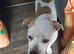 American bully