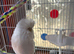 Two English budgies
