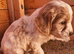 F1 cockerpoo puppies