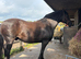 17 year old gelding