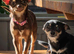 2 Beautiful Chiuahaha pups ready to go!