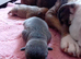 Staffy rottweiler  puppies 2 boys