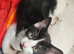 I have 2 blk/white kittens to be re homed