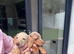 True Kc miniature dachshund puppies