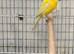 2x yellow raza cocks