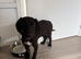 14 week old male black Labrador puppy