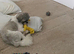 2 Years Old Male Shih Tzu Vet Checked