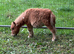 Mini Shetland colt foal