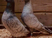RARE RUBELLA RACING PIGEONS