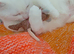 Beautiful Bella. 3 yr old white British short hair female
