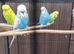 3x budgies and full set up
