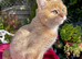 Vaccinated Golden Female Kitten