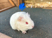 Guinea pigs ready now boys and girls