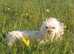 Quality stud stunning Korean Maltese very small teddy face