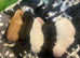 KC REG PEDIGREE FRENCH BULLDOG PUPPIES