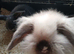 2 beautiful rabbits for sale
