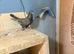 Taqla Turkish pigeon