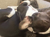 Black and white male French bull dog 1 year old