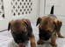 Ready to leave border terrier pups