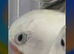 Lovebird albino