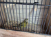 3 pure raza cock bird canaries