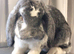 French lops available