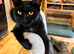 Pretty female kitten