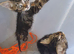 Two Gorgeous Bengal Tabby bengal mixed kittens for sale