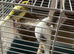 Canary Pair for Sale