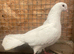 2 fantail dove females