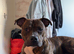 2 male dogs in need of rehousing
