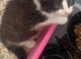 Last kitten ready now