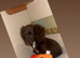 Cocker spaniel girl