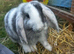 Female lop