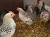 Polbar - autosexing chicken from Poland