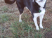 Border Collie Dog for stud