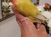 Hand reared baby Lovebirds for sale.