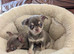 Beautiful quality BLUE/LILAC apple head chihuahuas