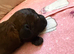 Shihpoo puppies for sale