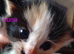Siberian kittens
