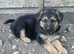 German Shepherd Puppies