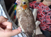 Hand reared cockateil