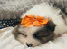 Pomeranian puppy