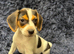 Beautiful jack Russell/Beagle pups waiting for their forever homes