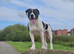 American bulldog x Staffy