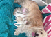 4 Bichon Frise Puppies