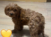Cavapoo Last one left ready to leave!