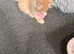 Mixed breed male kitten