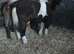 Beautiful chunky coloured filly
