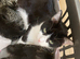 Sweet Kittens